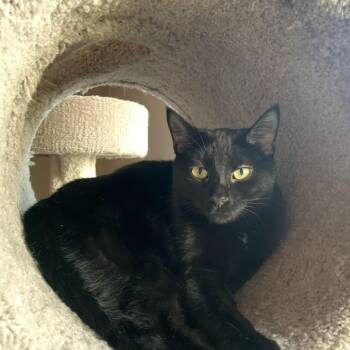 Rescue Domestic Short Hair Cats for Adoption in Buffalo, New York - Jade | PetCurious