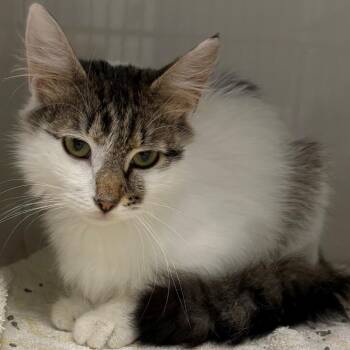 Sandy -  Domestic Medium Hair Cat for Adoption in East Hanover, New Jersey - Sandy | PetCurious