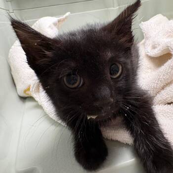 TRU-Stray-31418 -  Domestic Medium Hair Cat for Adoption in Mt. Juliet, Tennessee - TRU-Stray-31418 | PetCurious
