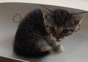 Phoebe -  Domestic Short Hair Cat for Adoption in Cleveland, Tennessee - Phoebe | PetCurious