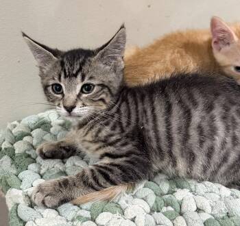 Catcher -  Domestic Short Hair Cat for Adoption in East Hanover, New Jersey - Catcher | PetCurious