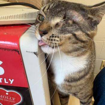 Tom -  Domestic Short Hair Cat for Adoption in Brockton, Massachusetts - Tom | PetCurious