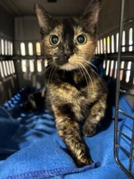 Cali /Kit Kat -  Domestic Short Hair Cat for Adoption in Cincinnati, Ohio - Cali /Kit Kat | PetCurious