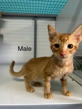 Travis -  Domestic Short Hair Cat for Adoption in Holbrook, Arizona - Travis | PetCurious