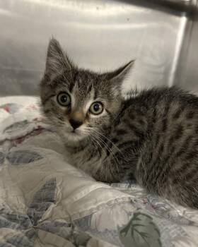 Lobster Roll -  Domestic Short Hair Cat for Adoption in Richmond, Virginia - Lobster Roll | PetCurious