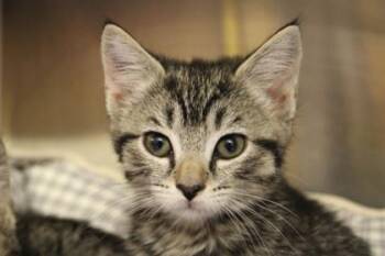 Domestic Short Hair Cats Available for Adoption in Kansas City, Missouri - Lilac | PetCurious