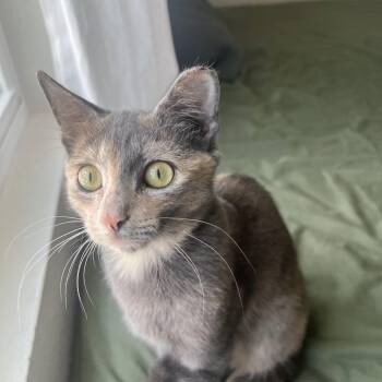 Weetabix -  Domestic Short Hair Cat for Adoption in Jacksonville, Florida - Weetabix | PetCurious