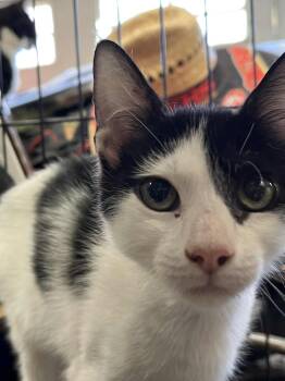 Rescue Domestic Short Hair Cats for Adoption in Antioch, California - Buckles | PetCurious