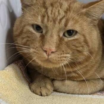 Buster -  Domestic Short Hair Cat for Adoption in Worcester, Massachusetts - Buster | PetCurious