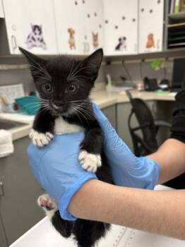 Sylvia Plath -  Domestic Short Hair Cat for Adoption in Palm Coast, Florida - Sylvia Plath | PetCurious