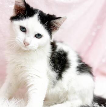 Marie Laveau is our magical floofy angel - VIDEO -  Ragdoll and Turkish Van Cat for Adoption in Bedford Hills, New York - Marie Laveau Is Our Magical Floofy Angel - VIDEO | PetCurious