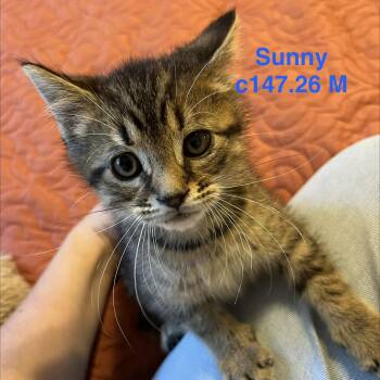 Foster Sunny -  Domestic Short Hair and Tiger Cat for Adoption in Batavia, New York - Foster Sunny | PetCurious
