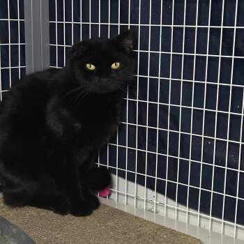 Domestic Short Hair Cats Available for Adoption - Big Boi | PetCurious