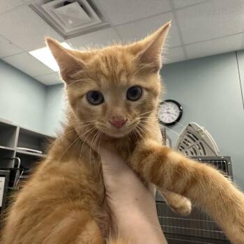 Sour Cream -  Domestic Short Hair Cat for Adoption in Greensboro, North Carolina - Sour Cream | PetCurious