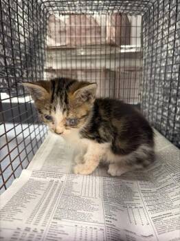 CASPIAN -  Domestic Short Hair Cat for Adoption in Fort Lauderdale, Florida - CASPIAN | PetCurious