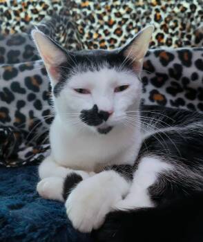 Mo -  Domestic Short Hair Cat for Adoption in Morgantown, West Virginia - Mo | PetCurious