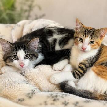 Finney and Gwen -  Domestic Medium Hair Cat for Adoption in Lemoyne, Pennsylvania - Finney And Gwen | PetCurious