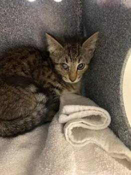 Domestic Short Hair Cats Available for Adoption in St. Cloud, Florida - SUKA | PetCurious