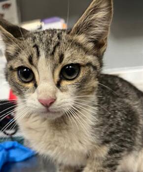 Domestic Short Hair Cats Available for Adoption in Las Vegas, Nevada - CARAMEL RIBBON | PetCurious