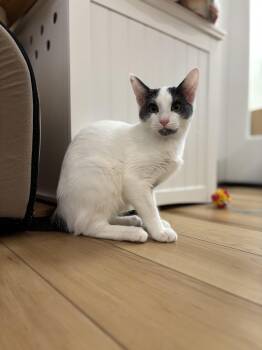 Rescue Domestic Short Hair Cats for Adoption in North Haven, Connecticut - Chili | PetCurious