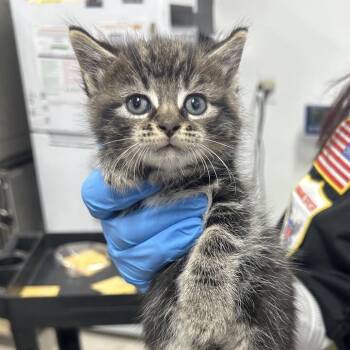 Max -  Domestic Medium Hair Cat for Adoption in Newark, New Jersey - Max | PetCurious