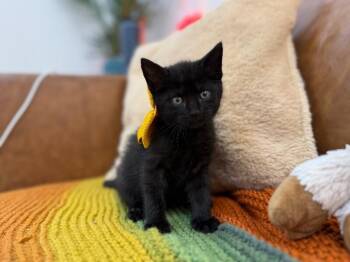 Bombay and Domestic Short Hair Cats Available for Adoption in Friendswood, Texas - Pooh Bear Bunny | PetCurious