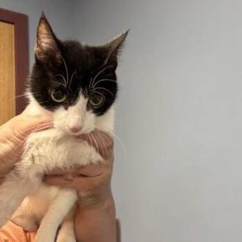 Domestic Short Hair Cats Available for Adoption in Saint Joseph, Missouri - Panda | PetCurious