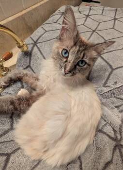 Siamese Cats Available for Adoption in Austin, Texas - River V | PetCurious