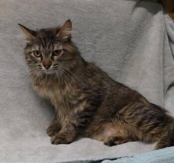 Domestic Medium Hair Cats Available for Adoption in Thief River Falls, Minnesota - Lala | PetCurious