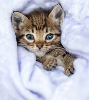 Rescue Domestic Short Hair Cats for Adoption in Chapel Hill, North Carolina - Pluto | PetCurious