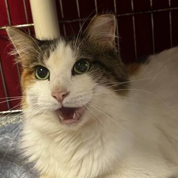 Paws -  Domestic Long Hair Cat for Adoption in Brighton, Missouri - Paws | PetCurious