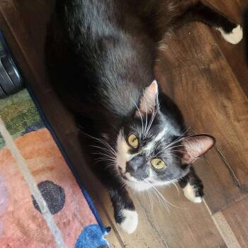 Butterbean -  Domestic Short Hair Cat for Adoption - Butterbean | PetCurious