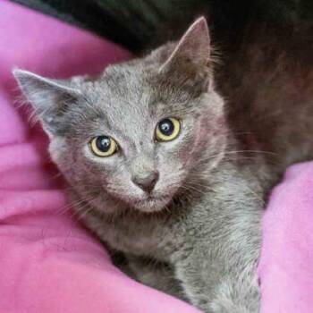 Cannon -  Domestic Short Hair Cat for Adoption in Camano, Washington - Cannon | PetCurious