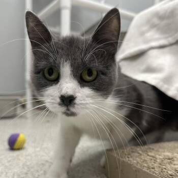 Ashlyn -  Domestic Short Hair Cat for Adoption in Cooperstown, New York - Ashlyn | PetCurious