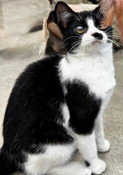 Iris -  Tuxedo and Domestic Medium Hair Cat for Adoption in Sandusky, Michigan - Iris | PetCurious