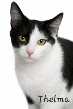 Domestic Short Hair Cats Available for Adoption - Thelma | PetCurious