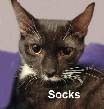 Domestic Short Hair Cats Available for Adoption - Socks Dut. (sweet Kitten; Brother To Mittens) | PetCurious