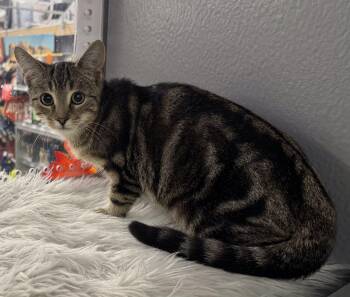 Rescue Domestic Short Hair Cats for Adoption in Pickering, Ontario - Sprite | PetCurious