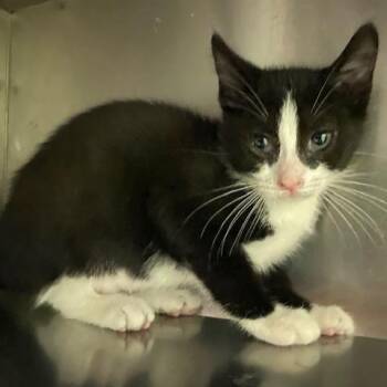 Kuri -  Domestic Short Hair Cat for Adoption in Dayton, Ohio - Kuri | PetCurious