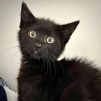 Domestic Short Hair Cats Available for Adoption in Oakland, California - Trixie (bonded W/ Lulu) | PetCurious