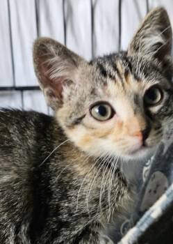 Domestic Short Hair Cats Available for Adoption in Covington, Louisiana - Tulip | PetCurious