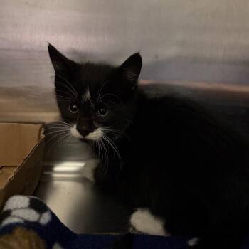 Colonel Mustard -  Domestic Short Hair Cat for Adoption in Cody, Wyoming - Colonel Mustard | PetCurious