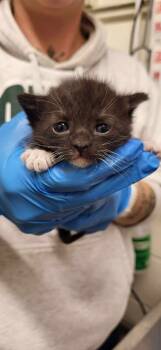 Rescue Domestic Short Hair Cats for Adoption in Fruit Heights, Utah - Parsnip | PetCurious