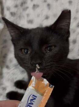 Ozzy -  Domestic Short Hair Cat for Adoption in Panama City, Florida - Ozzy | PetCurious