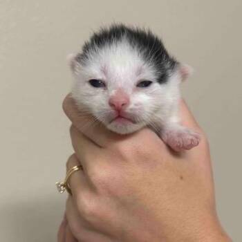 John Earl of Kilmartin -  Domestic Short Hair Cat for Adoption in Lakeland, Florida - John Earl Of Kilmartin | PetCurious