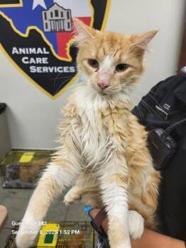 Rescue Domestic Medium Hair Cats for Adoption in San Antonio, Texas - SUNKISS | PetCurious