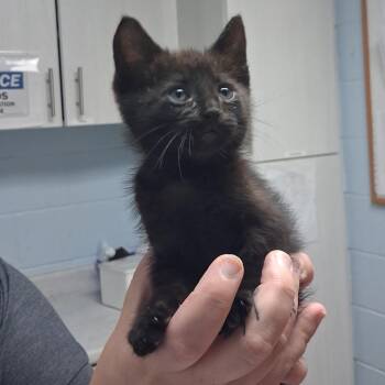 Beetle -  Domestic Short Hair Cat for Adoption in Riverside, California - Beetle | PetCurious