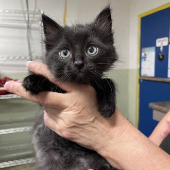 Churro -  Domestic Long Hair Cat for Adoption in Eureka Springs, Arkansas - Churro | PetCurious