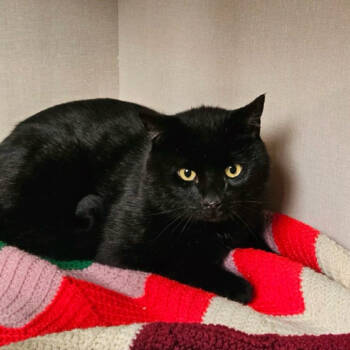 Rescue Domestic Short Hair Cats for Adoption in Conway, New Hampshire - Mason | PetCurious