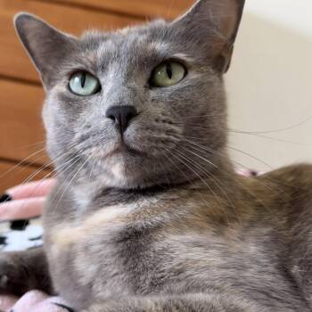Domestic Short Hair Cats Available for Adoption - Rose | PetCurious
